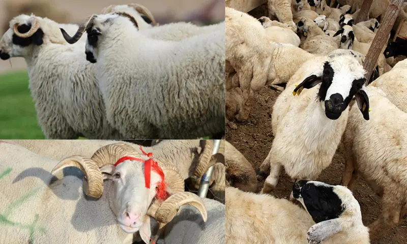 Akika Kurbanı Ne Zaman Kesilir, Kimlere Dağıtılır?