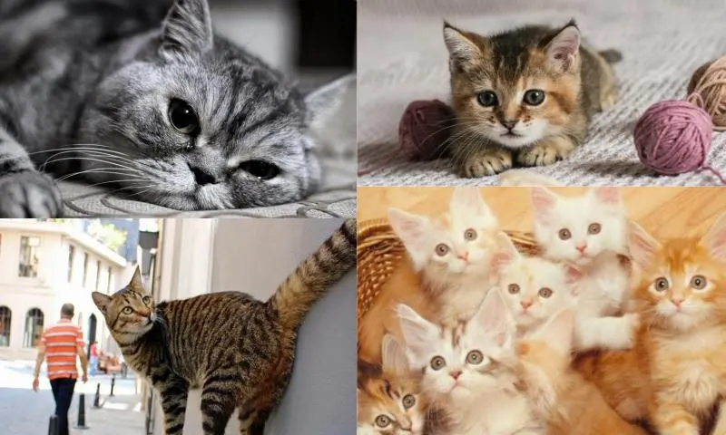 Kedilerin Gizemli Dünyası