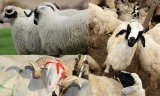 Akika Kurbanı Ne Zaman Kesilir, Kimlere Dağıtılır?