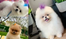 Pomeranian Boo Tüy Yapısı Nasıldır?