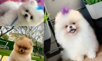 Pomeranian Boo Tüy Yapısı Nasıldır?