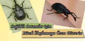 Sağlıklı Ortamlar İçin Böcek İlaçlamaya Özen Gösterin