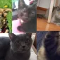 Bir Kedi Sahiplenmek İçin Ne Yapmalıyım?